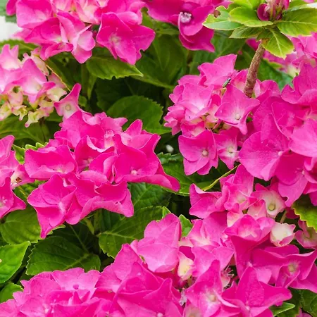 Hanas Dream Places *