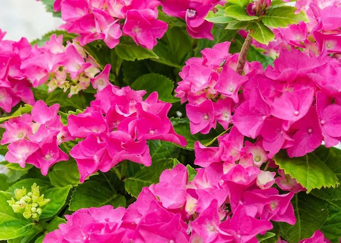 Hanas Dream Places *