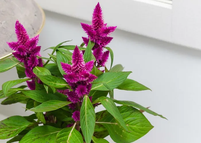 Hanas Dream Places شقة *